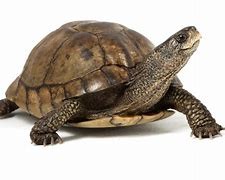 Schildpad